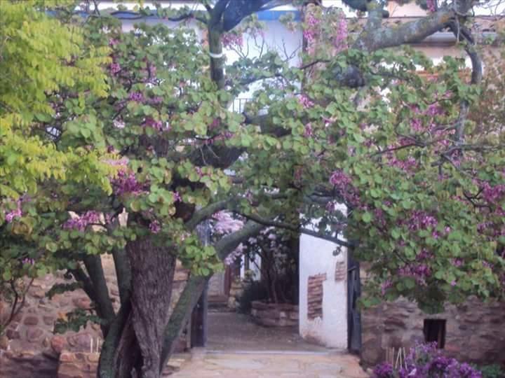 Casa Rural Los Lilos Gotor Esterno foto